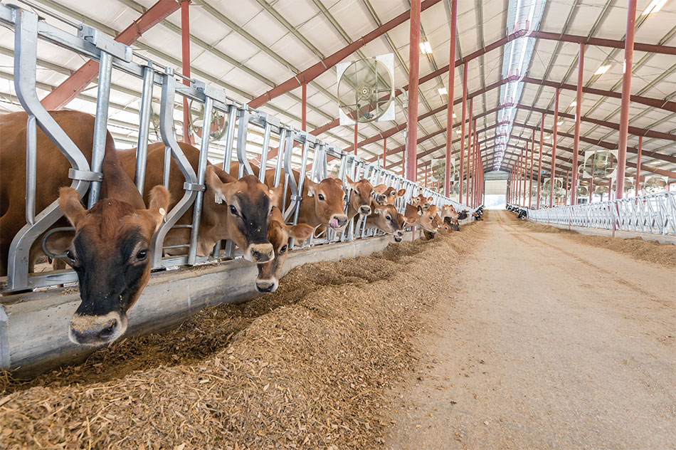 cows at the Dairy Science Complex