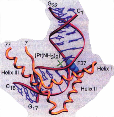 Cisplatin DNA