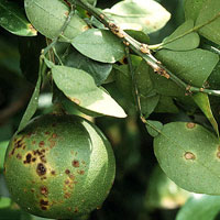 An international team of scientists from Brazil and the United States have completed the draft genome sequences of two strains of the Xanthomonas bacteria that cause citrus canker.