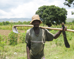 Developing conservation agriculture in Haiti