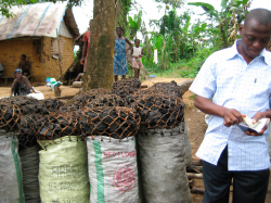 Re-establishing forest communities in Liberia