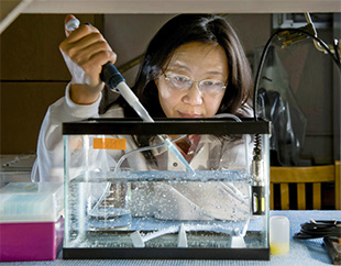 Research scientist Ping Kong