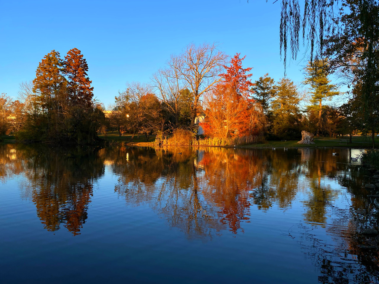trees reflected in the Duck Pond
